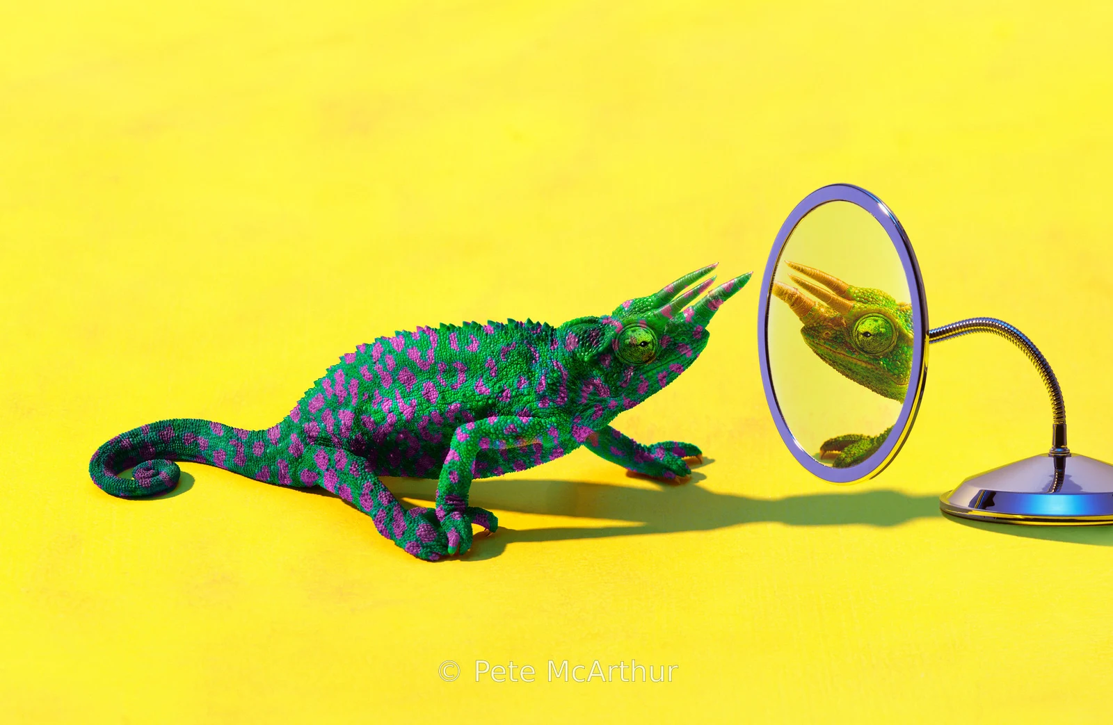 A green and purple chameleon looks toward its reflection in a small round mirror.